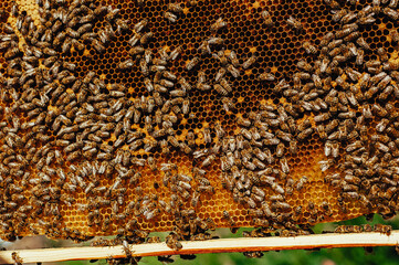Bees on a honey comb with pollen.