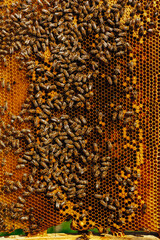 Bees on a honey comb with pollen.