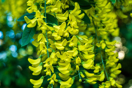 Close up scotch laburnum. Close up Bright yellow, pea-shaped flowers in drooping racemes.2022.  Horizontal photo. Macro.