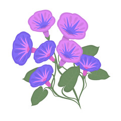 Morning glories, colorful illustration
