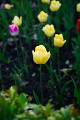 Yellow tulip flower on a contrasting background of a flower bed