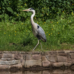 Fototapeta premium Grey Heron