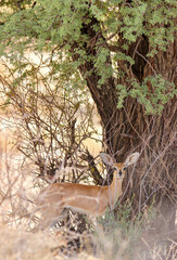 Steenbok ewe in the Kgalagadi