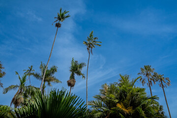 Sri Lanka Beauty