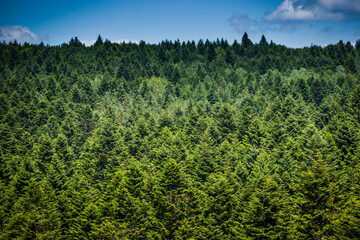 a spruce forest, Skole Beskids National Nature Park, Ukraine