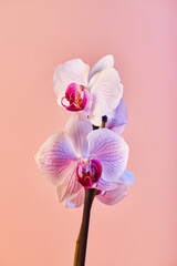 Flowers orchid Phalaenopsis white flowers with pink veins and core on pink background