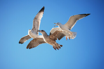 seagulls in flight