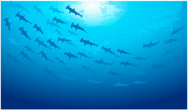 School of fish swimming under water of sea. School of hammerhead shark fish swims in underwater. Group of hammerhead shark, vector