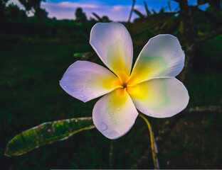 The beauty of white Plumeria flowers