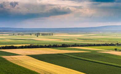 Fototapeta premium Young green wheat field at springtime aerial drone view.