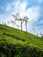 Sri Lanka Beauty