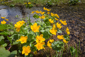Beautiful nature. Mountain hiking Trail Road. Small mountain lake with petite orange flowers Italy Lago Avostanis Casera Pramosio Alta