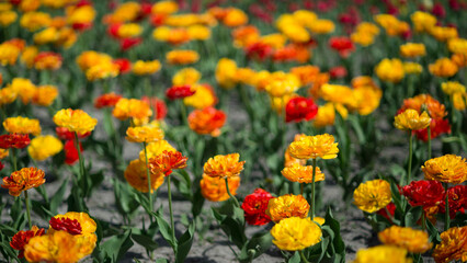 Yellow and red tulips in close-up on a flower bed on a bright sunny morning. Background. Selective focus