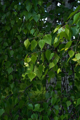 Green birch leaves on a branch hanging down, the background is blurred, at eye level