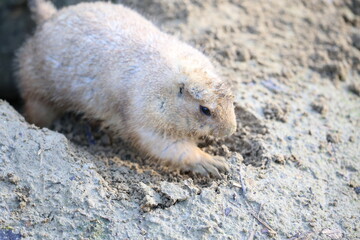 Nahaufnahme Murmeltier