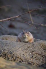 Nahaufnahme Murmeltier
