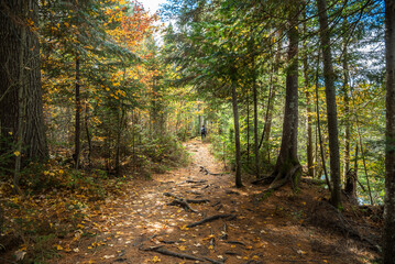 Lonely woman hiker on a forest trail in autumn. Concept of adventure and exploration. Algonquin Park, ON, Canada.