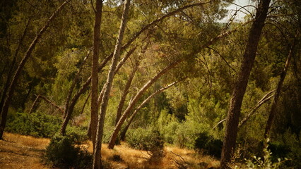 Beautiful pine forest at sunset landscape