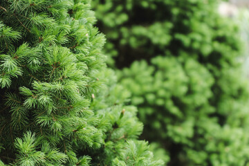 Brightly green prickly branches of a fur-tree or pine. Green coniferous tree in the shape of a pyramid with copy space
