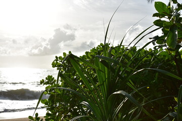 Thailand - Blumen - Pflanzen - Strand - Dschungel