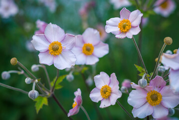 A closeup image of tender white anemone flowers