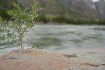 Stone on the background of river