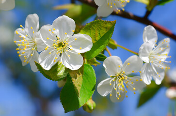 White cherry flower on a branch against the blue sky.