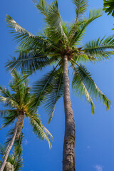 Obraz na płótnie Canvas Palms on Pai Plong beach in Krabi province, Thailand
