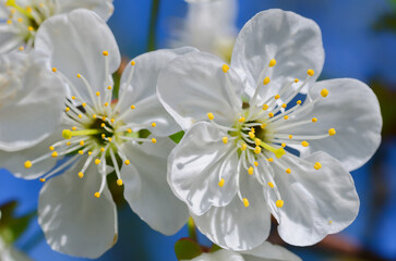 White cherry flower on a branch against the blue sky.