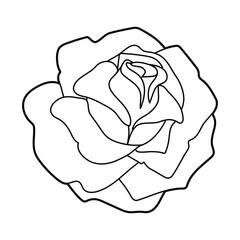 flower rose linear