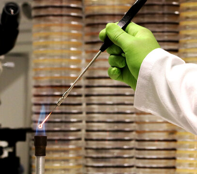 Microbiological culture technique. Doctor or researcher incinerating a culture loop or bacteriological inoculation loop on a Bunsen burner, with bacterial culture Petri dishes in the background