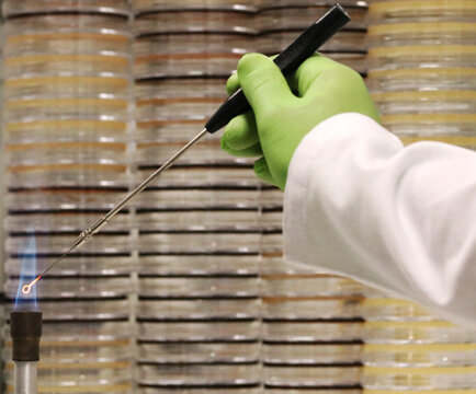 Microbiological culture technique. Doctor or researcher incinerating a culture loop or bacteriological inoculation loop on a Bunsen burner, with bacterial culture Petri dishes in the background