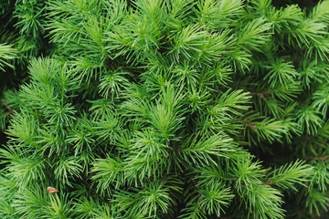 Brightly green prickly branches of a fur-tree or pine. Green coniferous tree in the shape of a pyramid with copy space