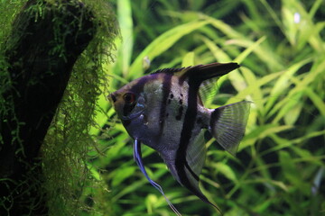 Angelfish (Pterophyllum scalare) in aquarium. Freshwater fish species are commonly found in...