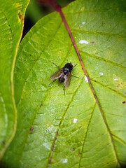 fly on leaf