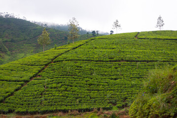 Fototapeta na wymiar Tea Estate Landscape Sri Lanka
