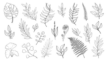 Simple herbs and leaf of forest plants and tropical leaves. Line drawing art botanical