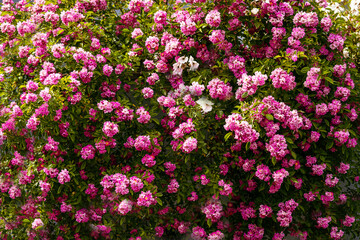 Pink roses in the garden of pink roses. Blooming Roses on the Bush. Growing roses in the garden.