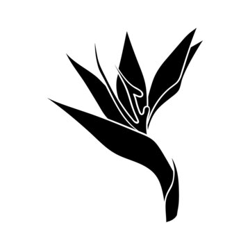 Strelitzia flower or bird of paradise flower silhouette. A simple bud of a tropical flower. botanical pattern