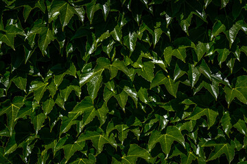 Fototapeta na wymiar Wall overgrown with wild Parthenocissus inserta also known as thicket creeper, false Virginia creeper, woodbine, or grape woodbine. A wall of green.