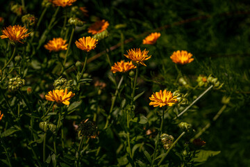 A close up of English Marigold flowers. Calendula Officinalis - an herbaceous perennial plant of the Calendula genus of family Asteraceae family.