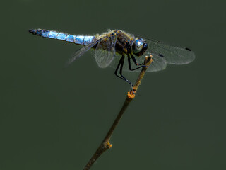 Libelle