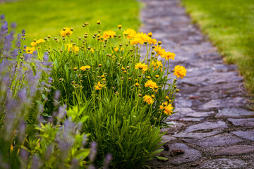 yellow coloured coreopsis flowers in the spring garden, Lance-leaved coreopsis, a North American species of tickseed in the sunflower family