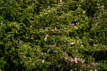 Fototapeta na wymiar Lots of pink flowers of Weigela florida in spring, nature background