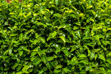 Stunning view of some Cherry Laurel leaves forming a natural background. Cherry Laurel (Prunus...