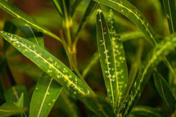 Disease on oleander leaves, plant needs treatment