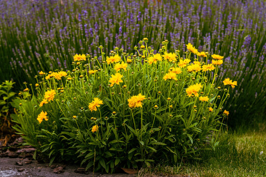 yellow coloured coreopsis flowers in the spring garden, Lance-leaved coreopsis, a North American species of tickseed in the sunflower family
