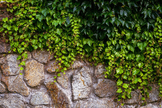 Wall overgrown with wild Parthenocissus inserta also known as thicket creeper, false Virginia creeper, woodbine, or grape woodbine. A wall of green.