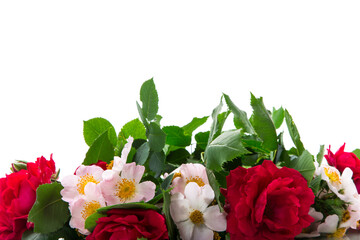 background of many red roses on white background