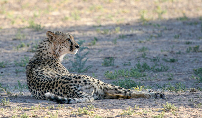 Cheetah in the Kgalagadi